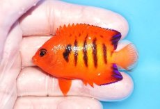 画像1: 【海水魚・ヤッコ】【通販】人工飼料OK♪【クリスマス島産】フレームエンゼル（M)(個体販売）（±6.5cm）No.14（生体）(海水魚) (1)