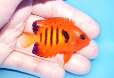 画像2: 【海水魚・ヤッコ】【通販】人工飼料OK♪【クリスマス島産】フレームエンゼル（M)(個体販売）（±6.5cm）No.14（生体）(海水魚) (2)