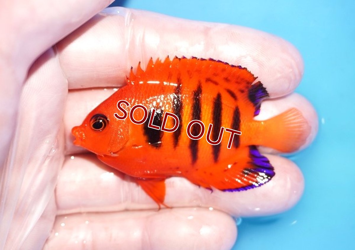 画像1: 【海水魚・ヤッコ】【通販】人工飼料OK♪【クリスマス島産】フレームエンゼル（M)(個体販売）（±6.5cm）No.15（生体）(海水魚) (1)