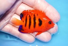 画像2: 【海水魚・ヤッコ】【通販】人工飼料OK♪【クリスマス島産】フレームエンゼル（M)(個体販売）（±6.5cm）No.15（生体）(海水魚) (2)