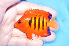 画像1: 【海水魚・ヤッコ】【通販】人工飼料OK♪【クリスマス島産】フレームエンゼル（ML)(個体販売）（±7cm）No.16（生体）(海水魚) (1)