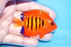 画像2: 【海水魚・ヤッコ】【通販】人工飼料OK♪【クリスマス島産】フレームエンゼル（ML)(個体販売）（±7cm）No.16（生体）(海水魚) (2)