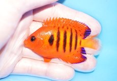 画像1: 【海水魚・ヤッコ】【通販】人工飼料OK♪ヒレ切れ特価【クリスマス島産】フレームエンゼル（ML)(個体販売）（±7cm）No.17（生体）(海水魚) (1)