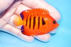 画像2: 【海水魚・ヤッコ】【通販】人工飼料OK♪ヒレ切れ特価【クリスマス島産】フレームエンゼル（ML)(個体販売）（±7cm）No.17（生体）(海水魚) (2)
