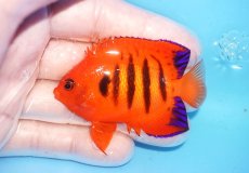 画像1: 【海水魚・ヤッコ】【通販】人工飼料OK♪【クリスマス島産】フレームエンゼル（ML)(個体販売）（±7cm）No.18（生体）(海水魚) (1)
