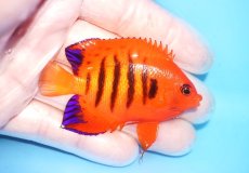 画像2: 【海水魚・ヤッコ】【通販】人工飼料OK♪【クリスマス島産】フレームエンゼル（ML)(個体販売）（±7cm）No.18（生体）(海水魚) (2)