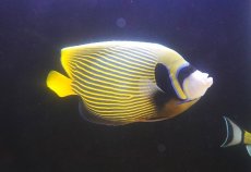 画像1: 【海水魚・ヤッコ】【通販】人工飼料OK♪タテジマキンチャクダイ（XLサイズ）(個体販売）（±23-24cm）（生体）(海水魚) (1)