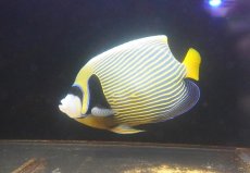 画像2: 【海水魚・ヤッコ】【通販】人工飼料OK♪タテジマキンチャクダイ（XLサイズ）(個体販売）（±23-24cm）（生体）(海水魚) (2)