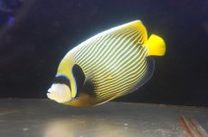 画像3: 【海水魚・ヤッコ】【通販】人工飼料OK♪タテジマキンチャクダイ（XLサイズ）(個体販売）（±23-24cm）（生体）(海水魚) (3)
