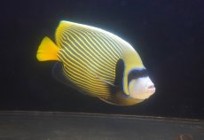 画像4: 【海水魚・ヤッコ】【通販】人工飼料OK♪タテジマキンチャクダイ（XLサイズ）(個体販売）（±23-24cm）（生体）(海水魚) (4)