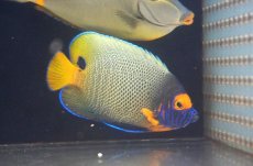 画像1: 【海水魚・ヤッコ】【通販】人工飼料OK♪アデヤッコ（Mサイズ）(個体販売）（±10.5cm）（生体）(海水魚) (1)