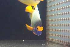 画像2: 【海水魚・ヤッコ】【通販】人工飼料OK♪アデヤッコ（Mサイズ）(個体販売）（±10.5cm）（生体）(海水魚) (2)