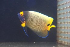 画像3: 【海水魚・ヤッコ】【通販】人工飼料OK♪アデヤッコ（Mサイズ）(個体販売）（±10.5cm）（生体）(海水魚) (3)
