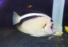 画像1: 【海水魚・ヤッコ】【通販】人工飼料OK♪グリフィスエンゼル（Lサイズ）(個体販売）（±16cm）（生体）(海水魚) (1)