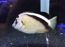画像2: 【海水魚・ヤッコ】【通販】人工飼料OK♪グリフィスエンゼル（Lサイズ）(個体販売）（±16cm）（生体）(海水魚) (2)