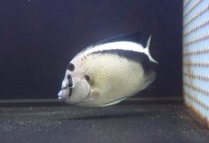 画像1: 【海水魚・ヤッコ】【通販】人工飼料OK♪グリフィスエンゼル（Lサイズ）(個体販売）（±14cm）（生体）(海水魚) (1)