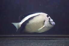 画像2: 【海水魚・ヤッコ】【通販】人工飼料OK♪グリフィスエンゼル（Lサイズ）(個体販売）（±14cm）（生体）(海水魚) (2)