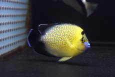 画像1: 【海水魚・ヤッコ】【通販】人工飼料OK♪ゴールドフレークエンゼル（Mサイズ）(個体販売）（±9cm）No.1（生体）(海水魚) (1)