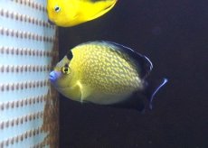 画像2: 【海水魚・ヤッコ】【通販】人工飼料OK♪ゴールドフレークエンゼル（Mサイズ）(個体販売）（±9cm）No.1（生体）(海水魚) (2)