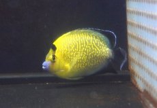 画像1: 【海水魚・ヤッコ】【通販】人工飼料OK♪ゴールドフレークエンゼル（Mサイズ）(個体販売）（±10cm）No.2（生体）(海水魚) (1)