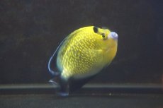 画像2: 【海水魚・ヤッコ】【通販】人工飼料OK♪ゴールドフレークエンゼル（Mサイズ）(個体販売）（±10cm）No.2（生体）(海水魚) (2)