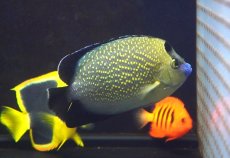 画像1: 【海水魚・ヤッコ】【通販】人工飼料OK♪ゴールドフレークエンゼル（Lサイズ）(個体販売）（±12.5cm）No.3（生体）(海水魚) (1)