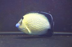 画像2: 【海水魚・ヤッコ】【通販】人工飼料OK♪ゴールドフレークエンゼル（Lサイズ）(個体販売）（±12.5cm）No.3（生体）(海水魚) (2)