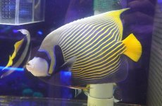 画像1: 【海水魚・ヤッコ】【通販】人工飼料OK♪タテジマキンチャクダイ（XLサイズ/太平洋）(個体販売）（±27cm）No.1（生体）(海水魚) (1)