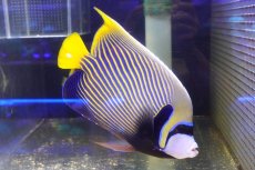 画像2: 【海水魚・ヤッコ】【通販】人工飼料OK♪タテジマキンチャクダイ（XLサイズ/太平洋）(個体販売）（±27cm）No.1（生体）(海水魚) (2)