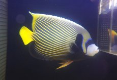 画像1: 【海水魚・ヤッコ】【通販】人工飼料OK♪タテジマキンチャクダイ（XLサイズ/太平洋）(個体販売）（±25cm）No.2（生体）(海水魚) (1)