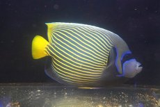 画像1: 【海水魚・ヤッコ】【通販】人工飼料OK♪タテジマキンチャクダイ（XLサイズ/太平洋）(個体販売）（±26cm）No.3（生体）(海水魚) (1)