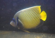 画像2: 【海水魚・ヤッコ】【通販】人工飼料OK♪タテジマキンチャクダイ（XLサイズ/太平洋）(個体販売）（±26cm）No.3（生体）(海水魚) (2)