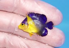 画像1: 【海水魚・ヤッコ】【通販】状態良好♪スミレヤッコ（XSサイズ）(個体販売）（±3cm）No.1（生体）(海水魚) (1)
