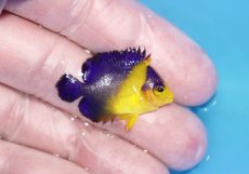画像2: 【海水魚・ヤッコ】【通販】状態良好♪スミレヤッコ（XSサイズ）(個体販売）（±3cm）No.1（生体）(海水魚) (2)