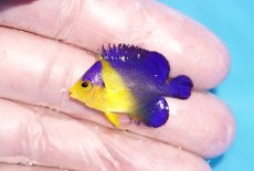 画像1: 【海水魚・ヤッコ】【通販】人工飼料OK♪スミレヤッコ（XSサイズ）(個体販売）（±3cm）No.2（生体）(海水魚) (1)