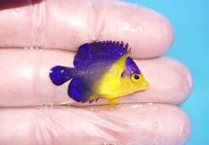 画像2: 【海水魚・ヤッコ】【通販】人工飼料OK♪スミレヤッコ（XSサイズ）(個体販売）（±3cm）No.2（生体）(海水魚) (2)