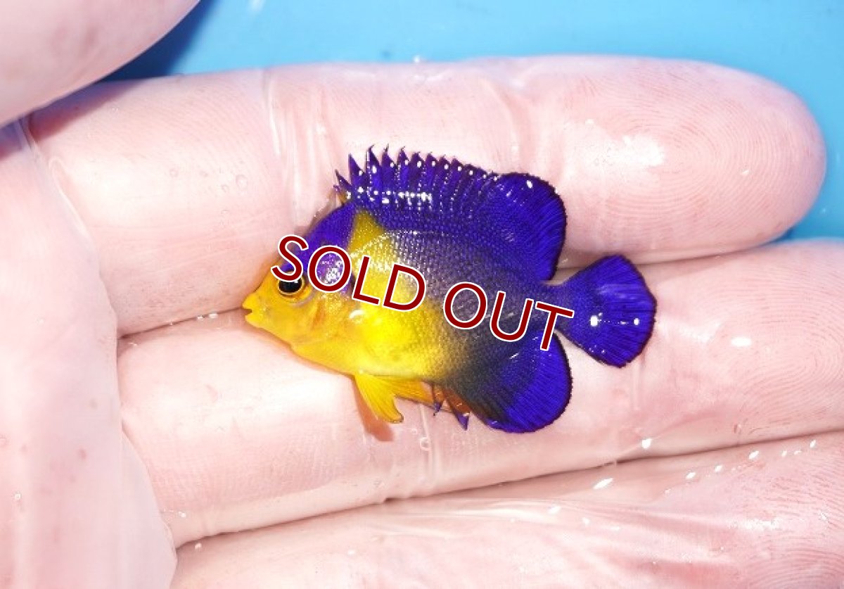画像1: 【海水魚・ヤッコ】【通販】人工飼料OK♪スミレヤッコ（XSサイズ）(個体販売）（±3.5cm）No.3（生体）(海水魚) (1)