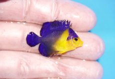 画像2: 【海水魚・ヤッコ】【通販】人工飼料OK♪スミレヤッコ（XSサイズ）(個体販売）（±3.5cm）No.3（生体）(海水魚) (2)