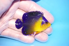 画像2: 【海水魚・ヤッコ】【通販】状態良好♪スミレヤッコ（Mサイズ）(個体販売）（±5.5cm）No.4（生体）(海水魚) (2)