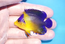 画像1: 【海水魚・ヤッコ】【通販】状態良好♪スミレヤッコ（Mサイズ）(個体販売）（±5.5cm）No.5（生体）(海水魚) (1)