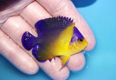 画像2: 【海水魚・ヤッコ】【通販】状態良好♪スミレヤッコ（Mサイズ）(個体販売）（±5.5cm）No.5（生体）(海水魚) (2)