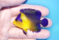 画像1: 【海水魚・ヤッコ】【通販】人工飼料OK♪スミレヤッコ（Mサイズ）(個体販売）（±6cm）No.6（生体）(海水魚) (1)
