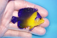画像2: 【海水魚・ヤッコ】【通販】人工飼料OK♪スミレヤッコ（Mサイズ）(個体販売）（±6cm）No.6（生体）(海水魚) (2)