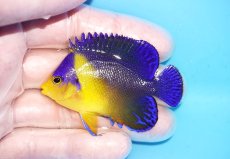 画像1: 【海水魚・ヤッコ】【通販】人工飼料OK♪スミレヤッコ（Mサイズ）(個体販売）（±6cm）No.7（生体）(海水魚) (1)
