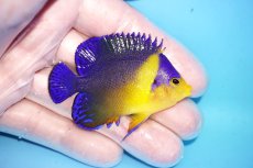 画像2: 【海水魚・ヤッコ】【通販】人工飼料OK♪スミレヤッコ（Mサイズ）(個体販売）（±6cm）No.7（生体）(海水魚) (2)