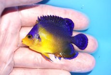 画像1: 【海水魚・ヤッコ】【通販】状態良好♪スミレヤッコ（Mサイズ）(個体販売）（±6cm）No.8（生体）(海水魚) (1)