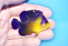 画像2: 【海水魚・ヤッコ】【通販】状態良好♪スミレヤッコ（Mサイズ）(個体販売）（±6cm）No.8（生体）(海水魚) (2)