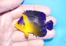 画像1: 【海水魚・ヤッコ】【通販】状態良好♪スミレヤッコ（Mサイズ）(個体販売）（±6cm）No.9（生体）(海水魚) (1)