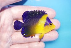 画像2: 【海水魚・ヤッコ】【通販】状態良好♪スミレヤッコ（Mサイズ）(個体販売）（±6cm）No.9（生体）(海水魚) (2)