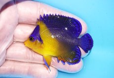 画像1: 【海水魚・ヤッコ】【通販】人工飼料OK♪スミレヤッコ（MLサイズ）(個体販売）（±6.5cm）No.10（生体）(海水魚) (1)